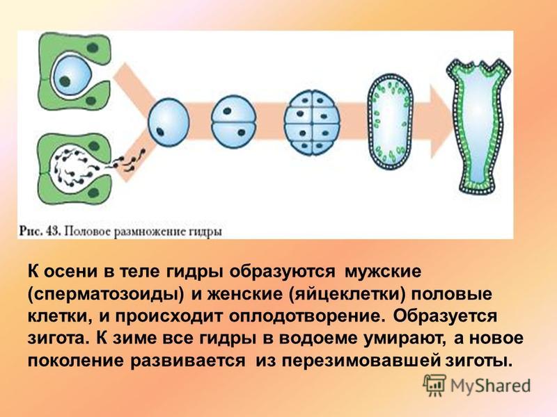 Кракен тор что это